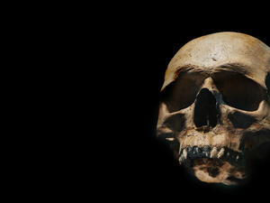 The Human skull 