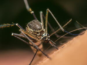 Macro of mosquito