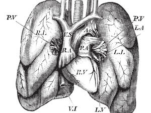 Human Heart and Lungs