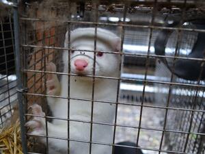 حرق ملايين جثث المنك في الدنمارك على مدى شهرين