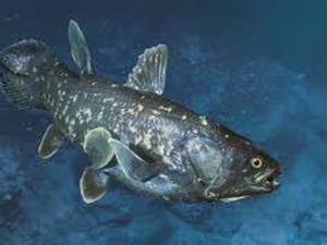 Coelacanths prehistoric fish 
