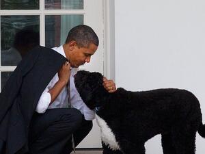 Bo, the Obamas' Family Dog, Dies