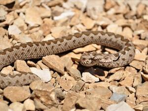 Anatolian meadow viper