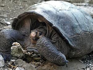 Giant tortoise found on the Galapagos islands