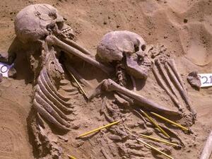 Skeletons excavated in Jebel Sahaba, an ancient cemetery in Sudan