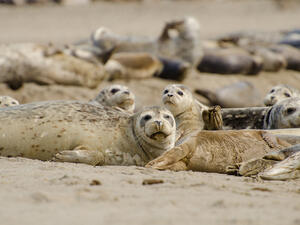 Harp Seal Colony resting on a beach