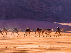 Camels caravan in majestic Wadi Rum