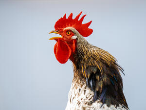 Close-up portrait of a singing rooster 