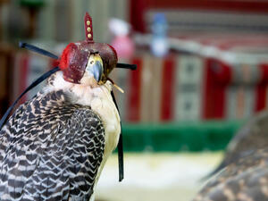 Falcons used in the ancient art and sport of Arabic falconry