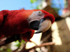 Parrot looking down while perched on branch curious about people