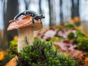 Spotted fire salamander sitting on cep mushroom.