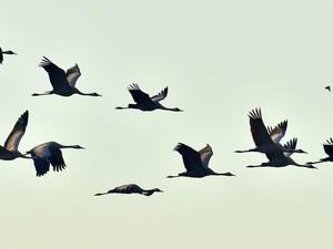 Birds in flight.