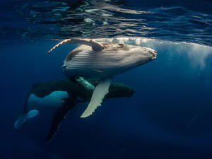 Humpback Whale and Baby