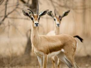 السعودية توضح عقوبة من يقتل الكائنات الفطرية الحيوانية أو يؤذيها