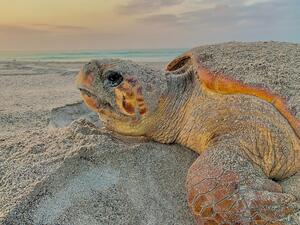 World Sea Turtle Day, A Timely Reminder That Oman’s Sea Turtles Need Saving