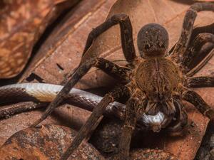 some spiders can kill snakes