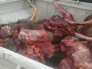 حمير مسلوخة