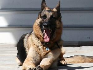 Bidens' dog Champ dies “peacefully at home”