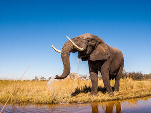Wild African Elephant Drinking Water