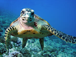 Sea turtle