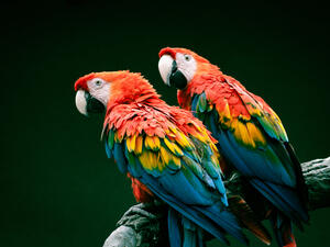 Pair of big parrot Red Macaw 