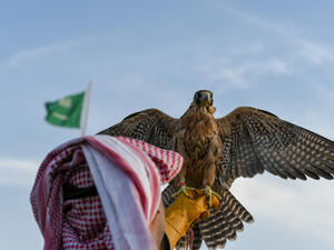 Arabic man from Saudi Arabia wears traditional clothes and holding trained falcon