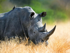 White rhinoceros bull portrait 