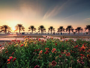 Beautiful flowers garden