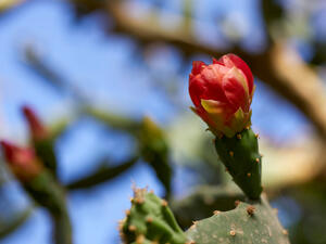 Botanical Garden of Aswan Egypt
