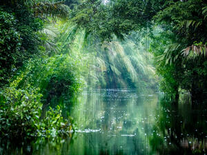 Amazon rainforest