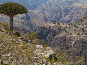 Breathtaking Socotra 