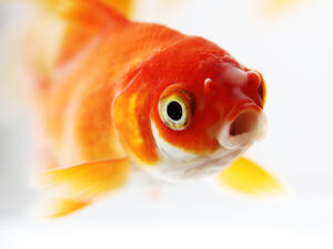 Large goldfish in small bowl