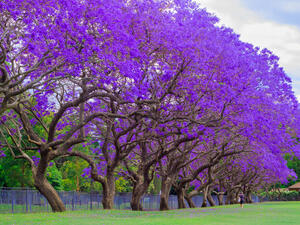 jacaranda tree 