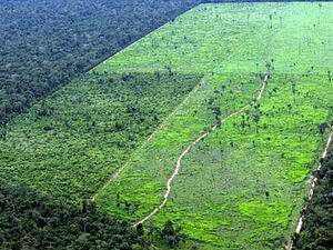 The amazon Forest-Twitter International Funding Largely Depends on Reducing Deforestation, Protecting Rights