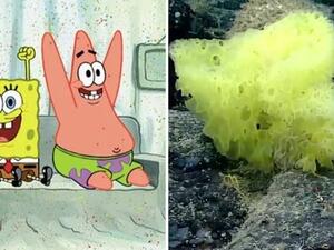 SpongeBob SquarePants and Patrick Star