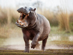Aggressive hippo