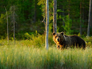big brown bear