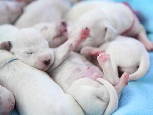 Cute Dalmatian puppies