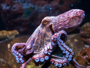 Octopus in water