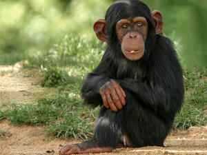Baby chimp