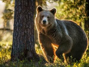 Bear makes a surprise into a shopping mall 