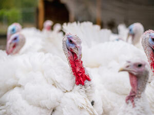Spanish farmer sings to his birds