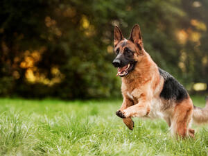 German Shepard