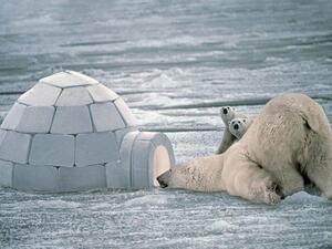 القطب المتجمد الشمالي