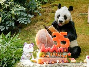 An An's Birthday Party～Happy Birthday to our adorable Giant Pandasss!