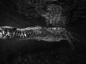 1st Place, Animals, Diana Fernie, Just Chill