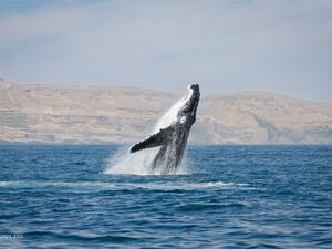 Launch Of Unique Atlas On The Sultanate’s Whales And Dolphins