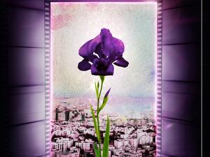 The 2nd edition of the Amman International Film Festival 