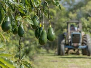 انطلاق مشروع لإنتاج الافوكادو بالمغرب