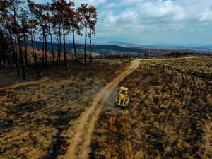 زراعة 100 مليون شتلة لتعويض حرائق غابات تركيا